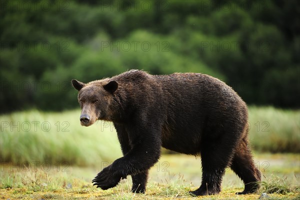 Brown Bear (Ursus arctos) walking across a meadow