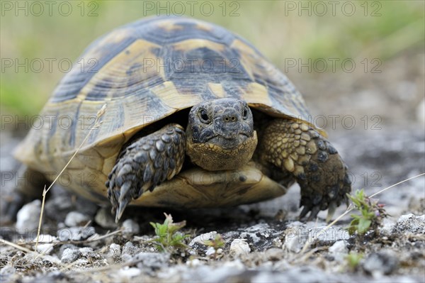 Mediterranean Spur-thighed Tortoise (Testudo graeca)