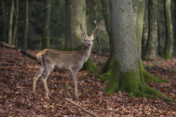 Red Deer (Cervus elaphus)