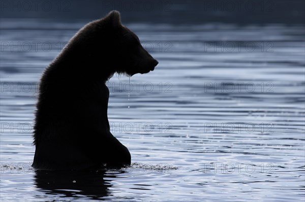 Brown bear (Ursus arctos)