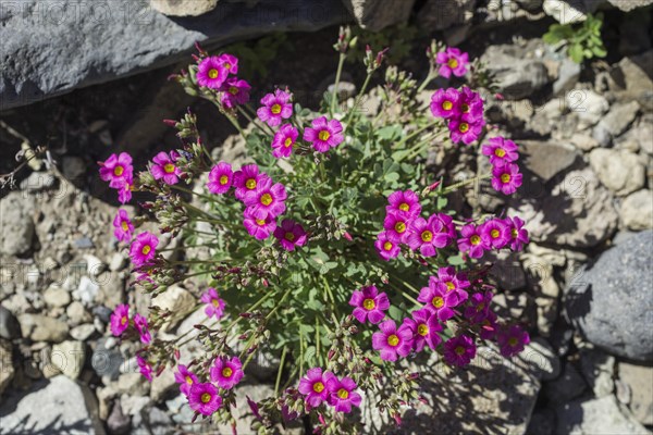 Purple sorrel (Oxalis purpurea)