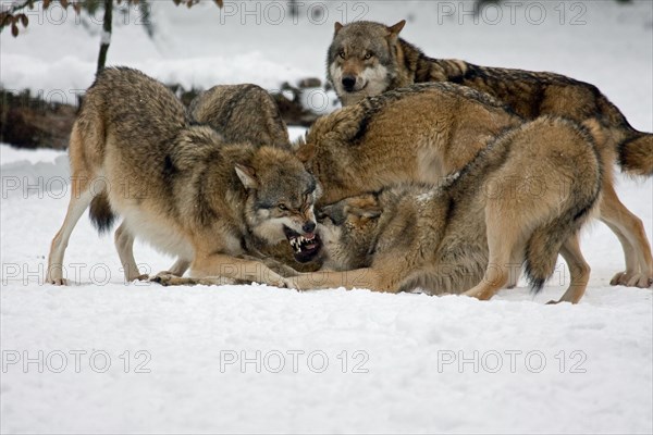 Fighting Wolves (Canis lupus) in the snow