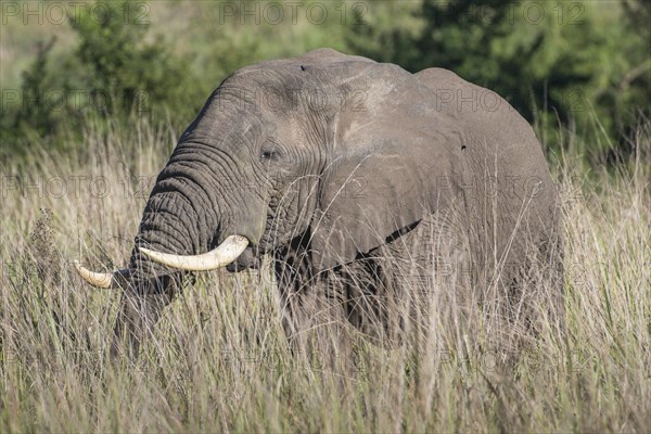 African Bush Elephant (Loxodonta africana)