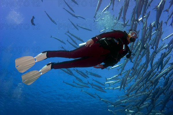 Diver swimming with a school of Blackfin Barracudas (Sphyraena qenie)