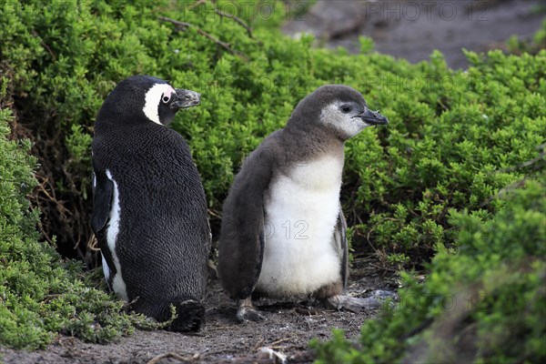 Jackass Penguins or African Penguins (Spheniscus demersus)