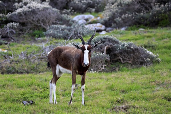 Blesbok or Bontebok (Damaliscus dorcas dorcas