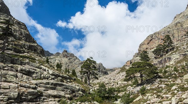 Trees on a rocky hillside in Golo Valley