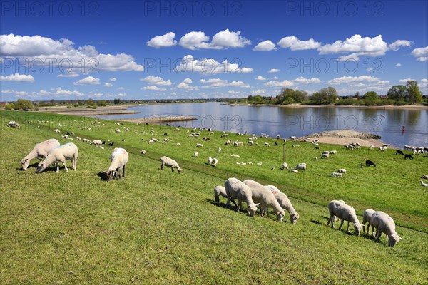 Sheep grazing on a dyke