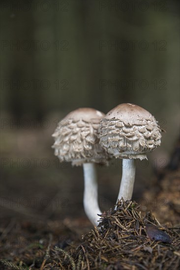 Shaggy parasol (Chlorophyllum rhacodes)