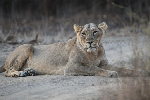 Asiatic lion (Panthera leo persica) lying on a dirt path