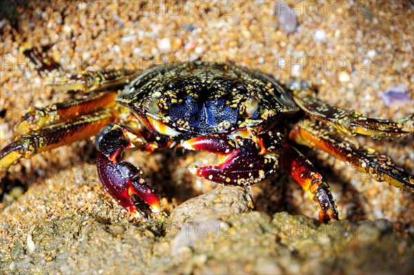 Spider crab (Neosarmatium meinerti) on a rock