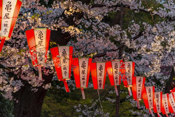 Glowing lanterns in blossoming cherry trees at Hanami Festival in spring