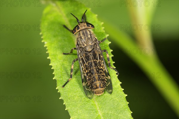 Notch-horned cleg (Haematopota pluvialis) on a leaf