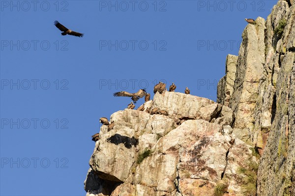 Griffon vulture (Gyps fulvus)