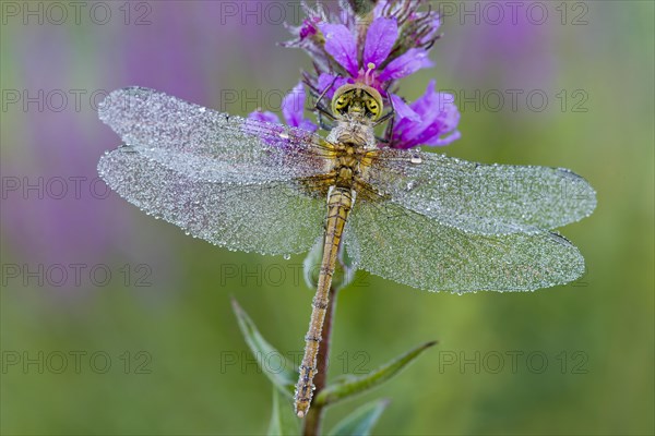 Common Darter (Sympetrum striolatum)