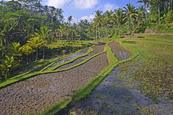 Rice terraces at the Pura Gunung Kawi temple