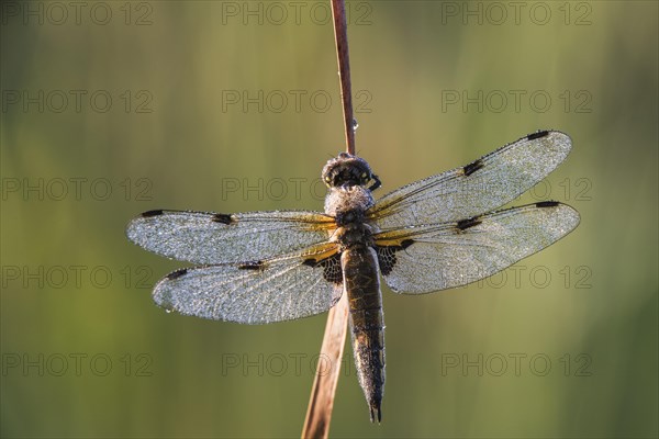 Four-spotted Chaser (Libellula quadrimaculata)