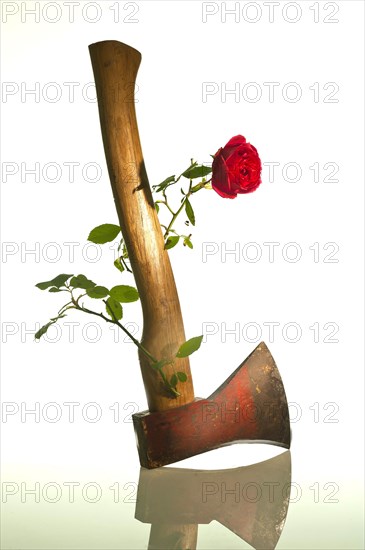 From the handle of an ax sprouts a rose