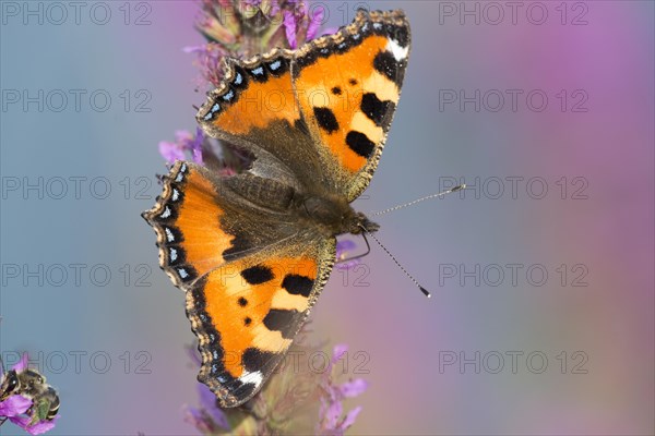 Small Tortoiseshell (Aglais urticae