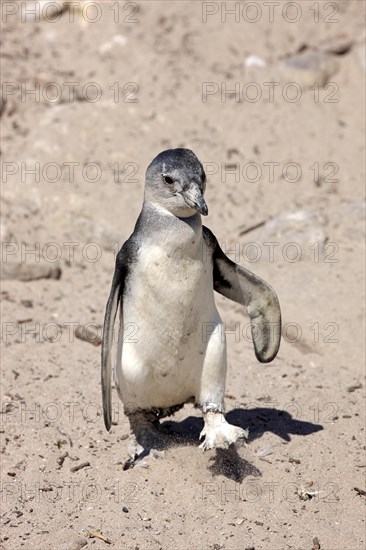 African Penguin (Spheniscus demersus)