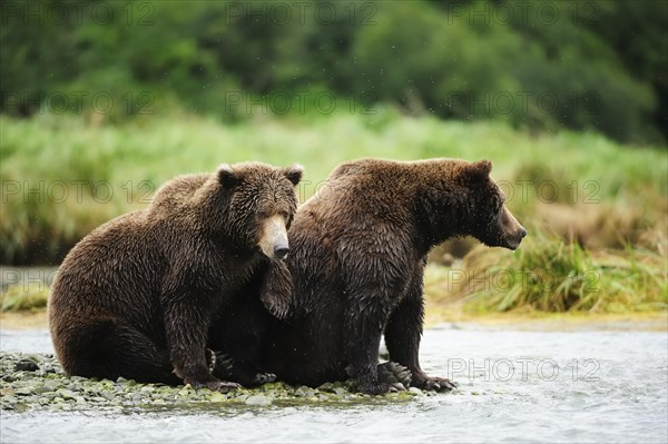 Brown Bear (Ursus arctos)