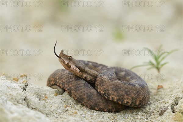 Horned Viper (Vipera ammodytes)