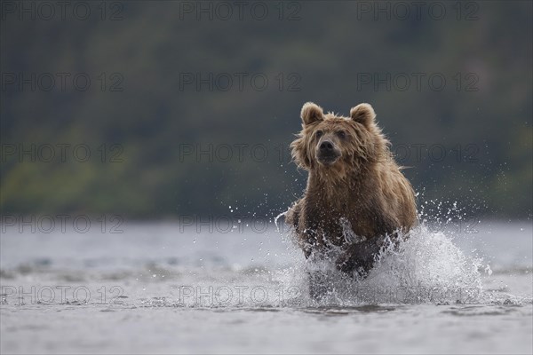 Brown bear (Ursus arctos)