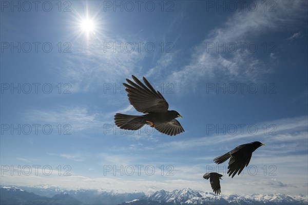 Alpine choughs (Pyrrhocorax graculus) in flight