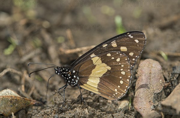 Ethiopian variety of the African Layman butterfly (Amauris albimaculata)