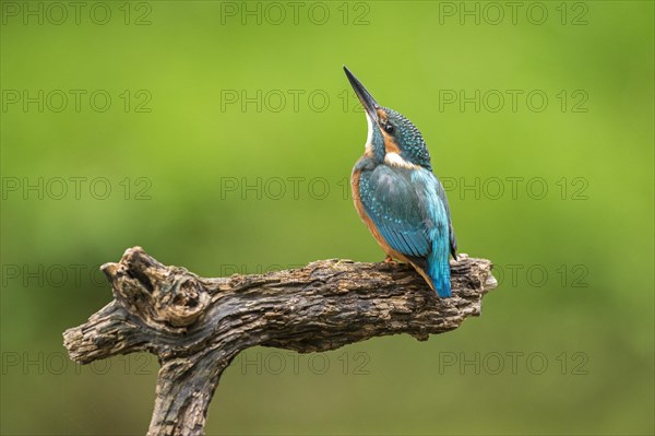 Kingfisher (Alcedo atthis)