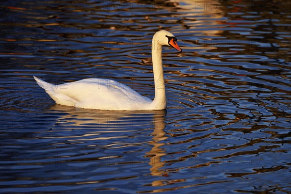 Mute Swan (Cygnus olor)