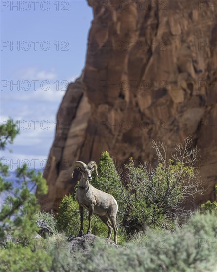 Desert Bighorn Sheep (Ovis canadensis nelsoni)