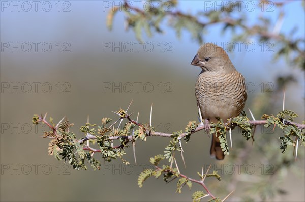 Red-headed Finch (Amadina erythrocephala)