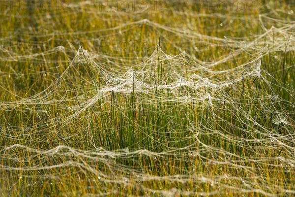 Cobwebs on a meadow