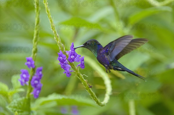 Violet-crowned Woodnymph (Thalurania colombica)