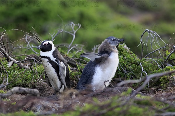 Jackass Penguins or African Penguins (Spheniscus demersus)