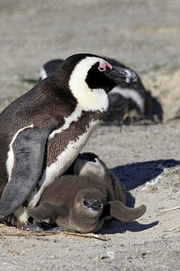 African Penguin (Spheniscus demersus)