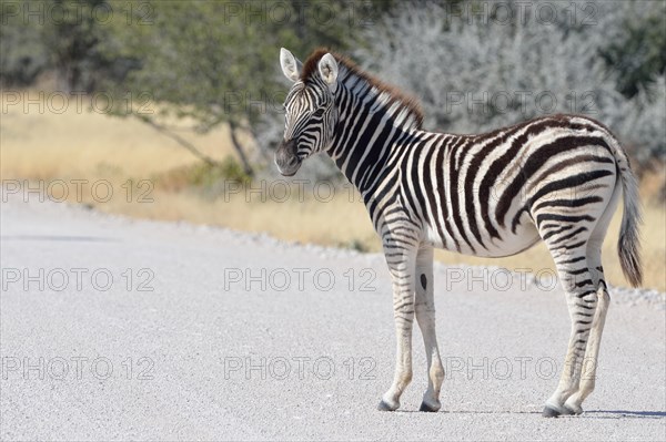 Burchell's zebra (Equus burchelli)