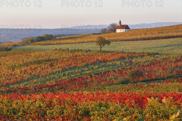 Autumnal vineyards