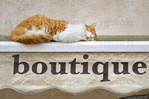 Sleeping cat on a rolled-up awning of a boutique
