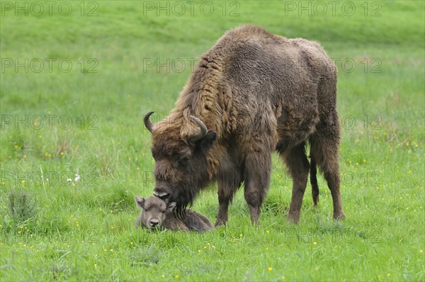 European Bison (Bison bonasus)