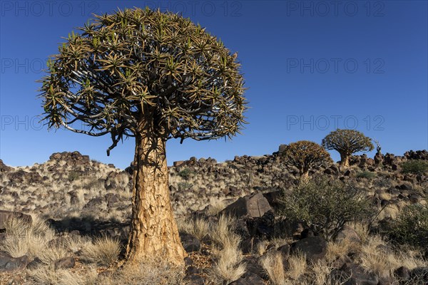 Quiver trees (Aloe dichotoma)