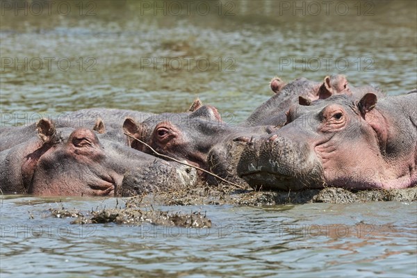 Hippos (Hippopotamus amphibius)