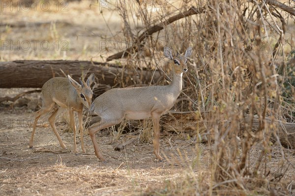 Kirk's Dik (Madoqua kirkii)