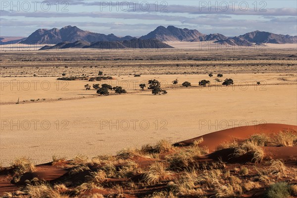 View from Elim Dune onto grass steppe and Camel thorn trees (Vachellia erioloba) at Sesriem Camp