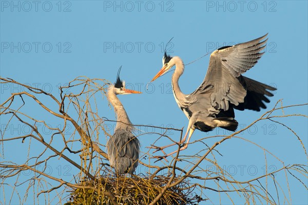 Grey heron (Ardea cinerea) landing on its nest with nesting material