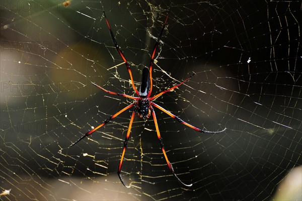 Red-legged golden orb-web spider (Nephila inaurata)