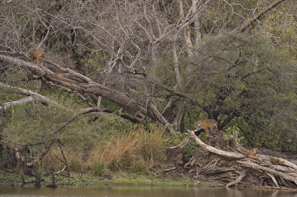 Young wild Bengal Tiger cubs (Panthera tigris tigris) climbing trees at the edge of a lake in the forest