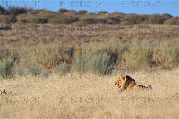 Lion (Panthera leo)