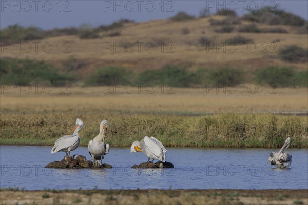 Dalmatian Pelican (Pelecanus crispus)